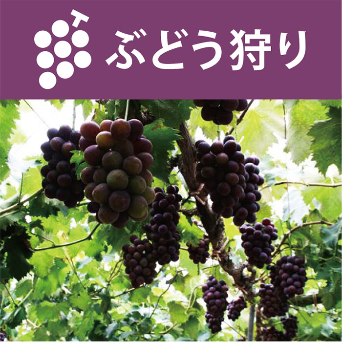 8月中旬頃より、ぶどう狩りもお楽しみ頂けます。 ぶどう狩り
