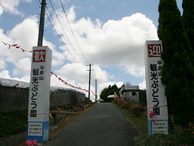 平井山観光ぶどう園 平井山観光ぶどう園1