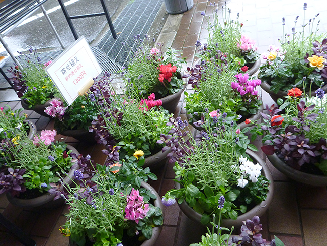 花苗・寄せ植え(森のお花屋さん) 花苗・寄せ植え(森のお花屋さん)