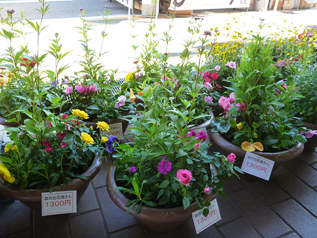花苗・寄せ植え(森のお花屋さん) 花苗・寄せ植え(森のお花屋さん)